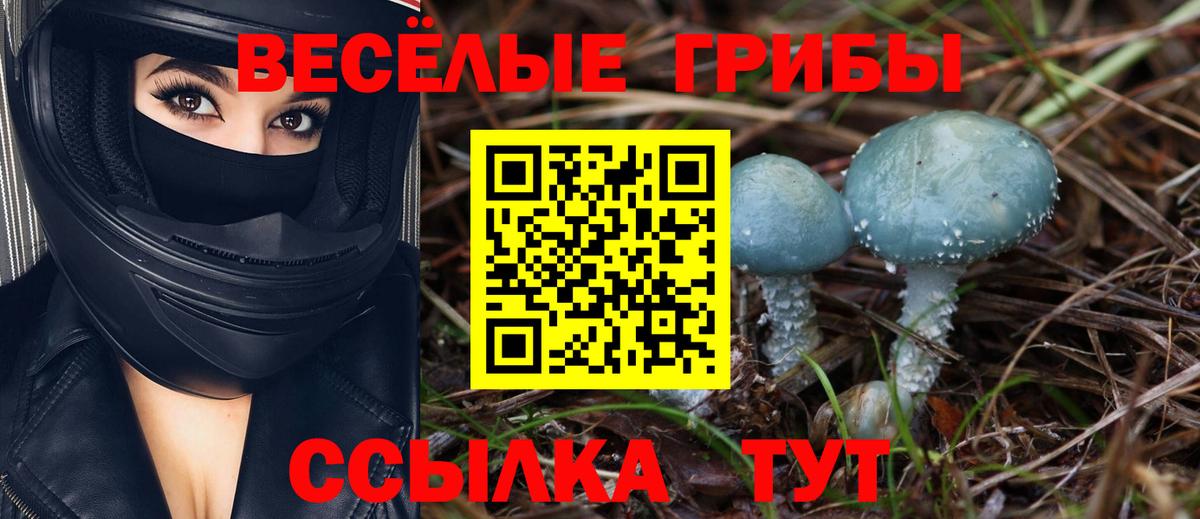 Галлюциногенные грибы Psilocybe Волжский
